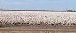 Cotton Farm